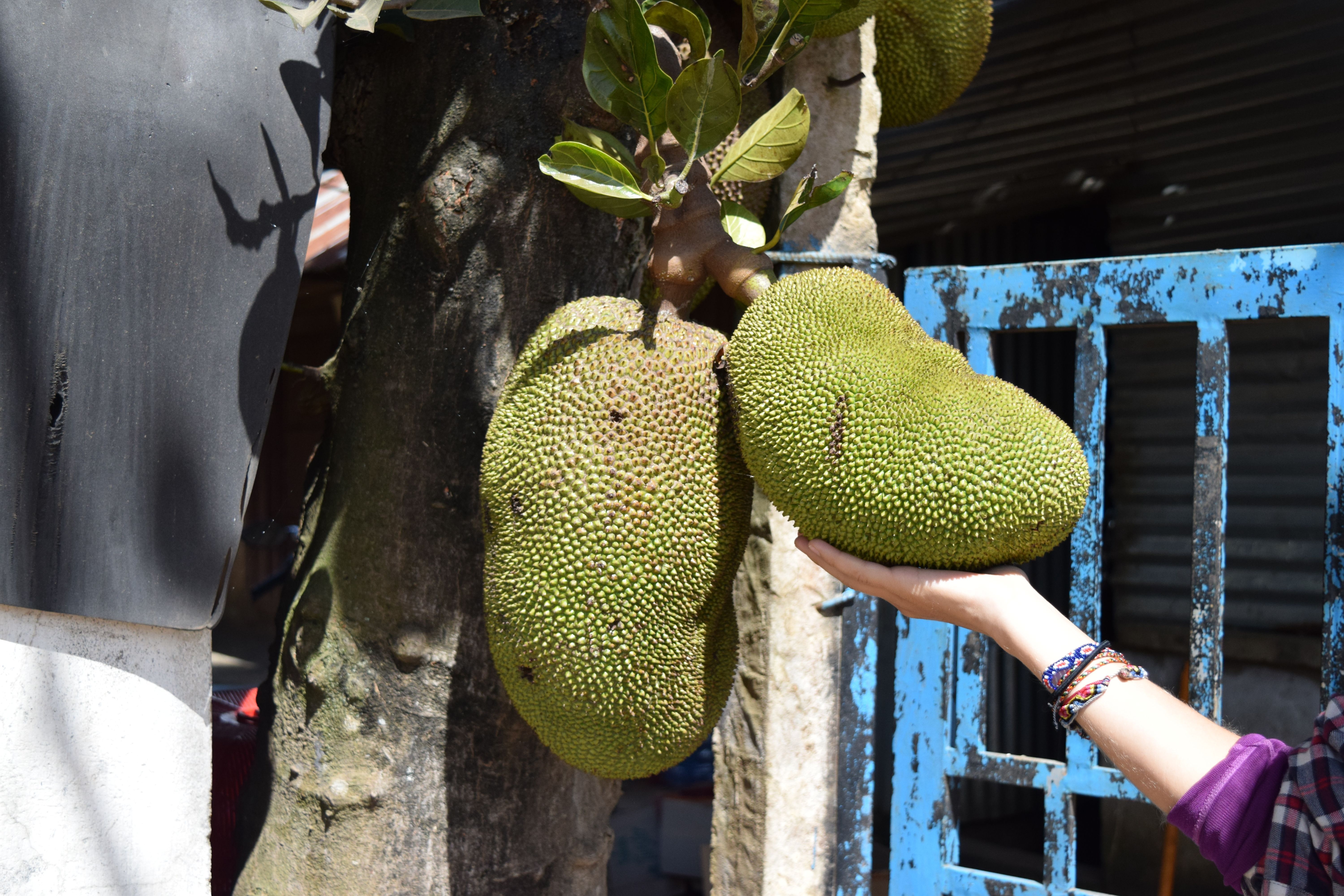 Jackfruit