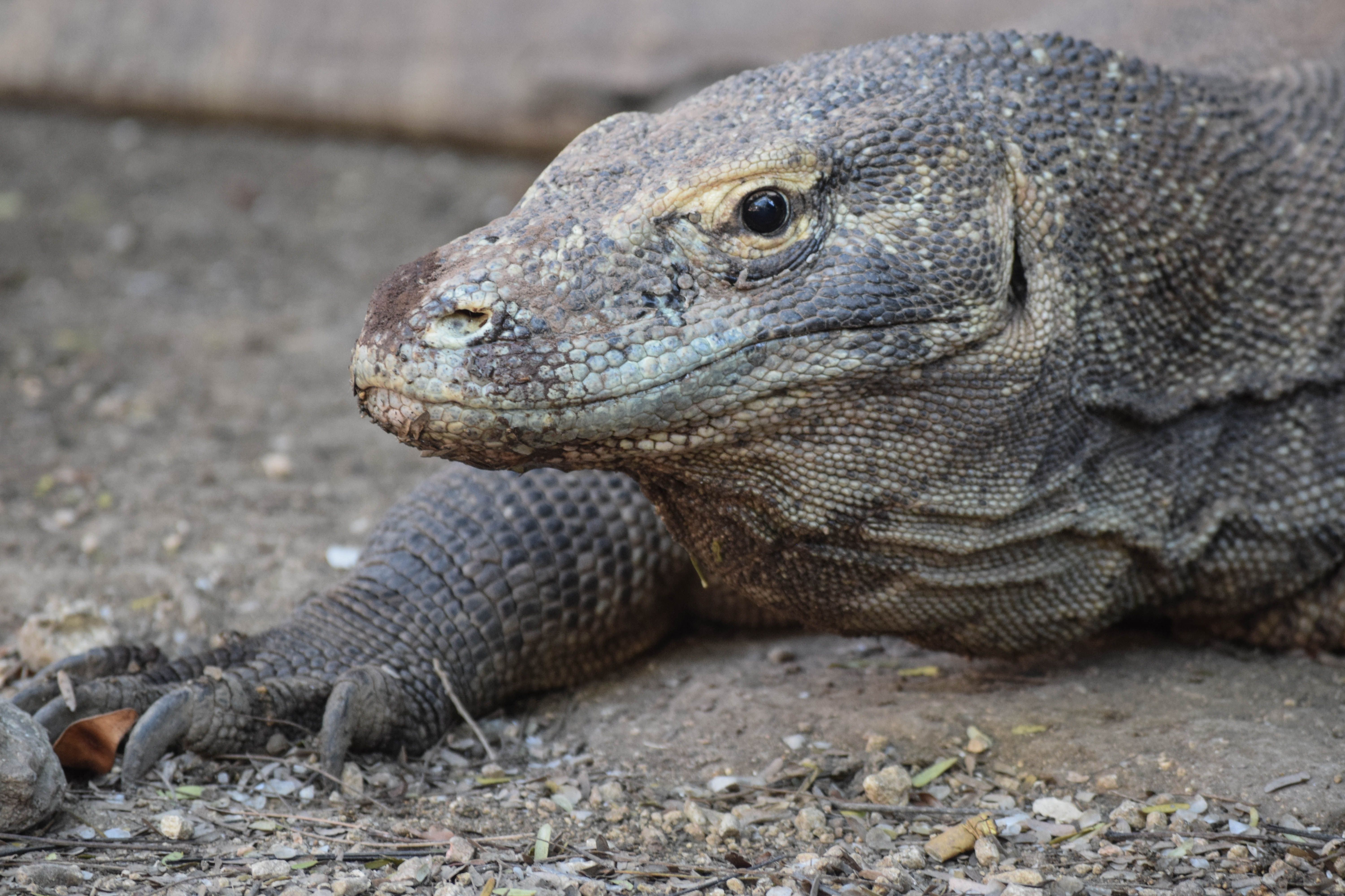Komodo Dragones de Komodo