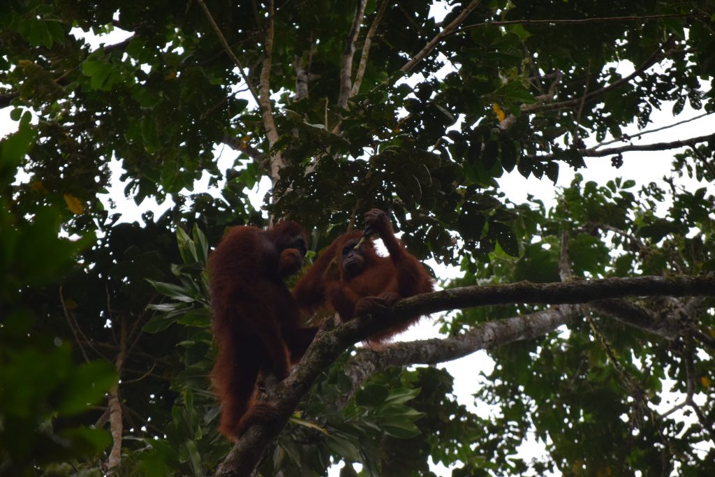 Orangutanes en Ketambe