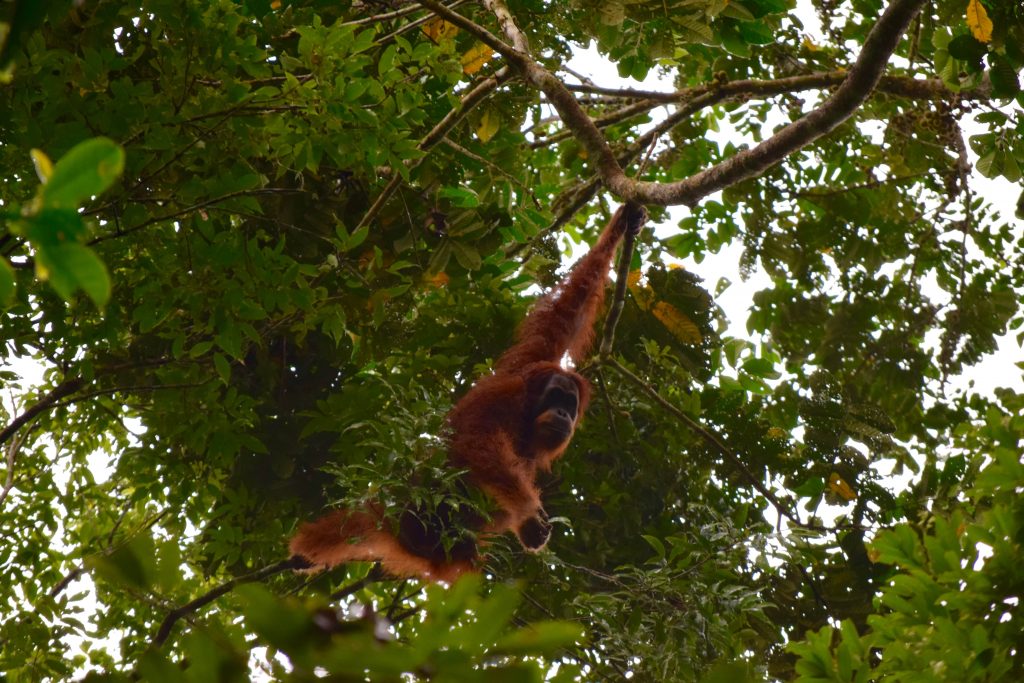 Orangutanes en Sumatra - Viajar a Indonesia