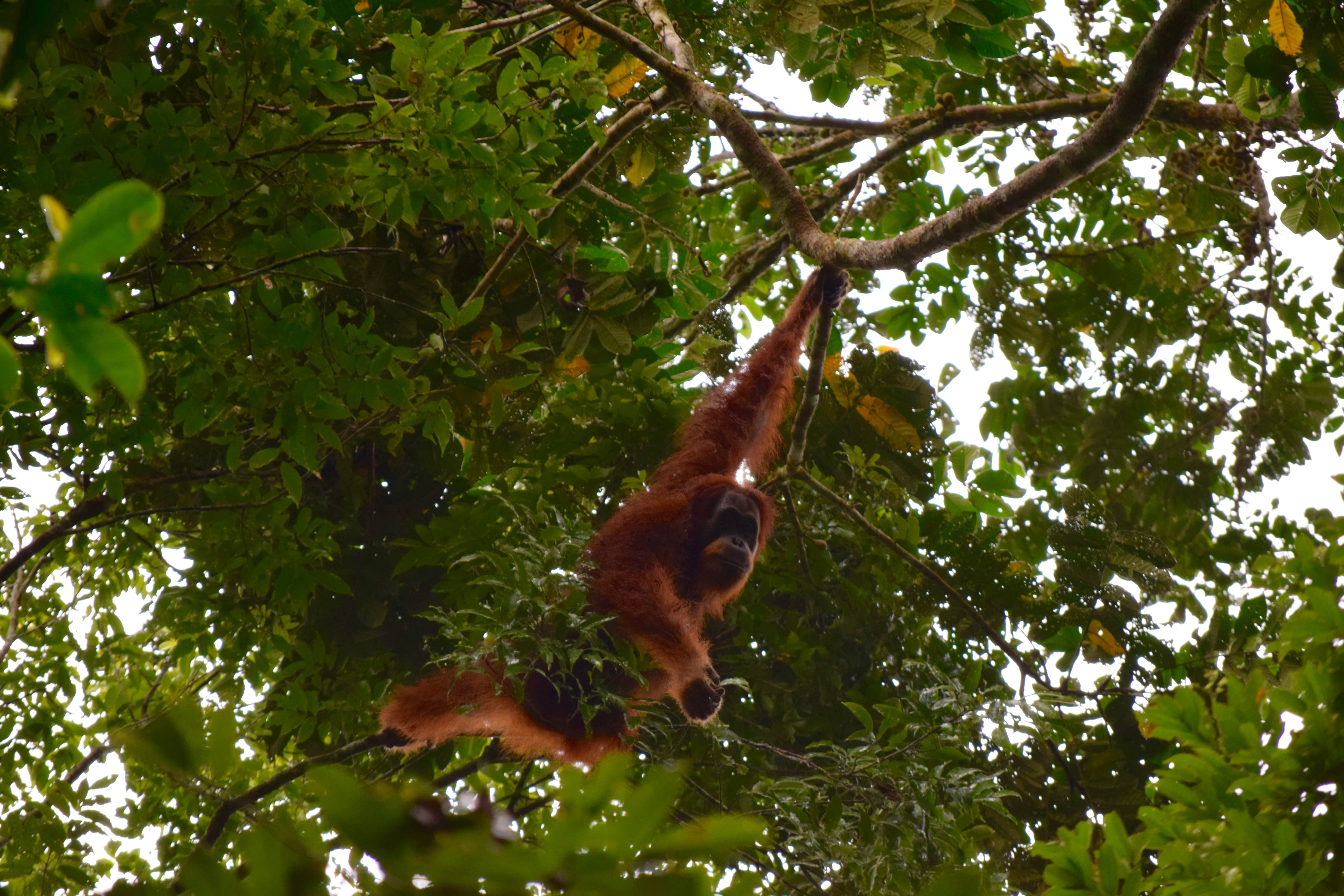 Orangutanes en Ketambe Orangutanes en Sumatra