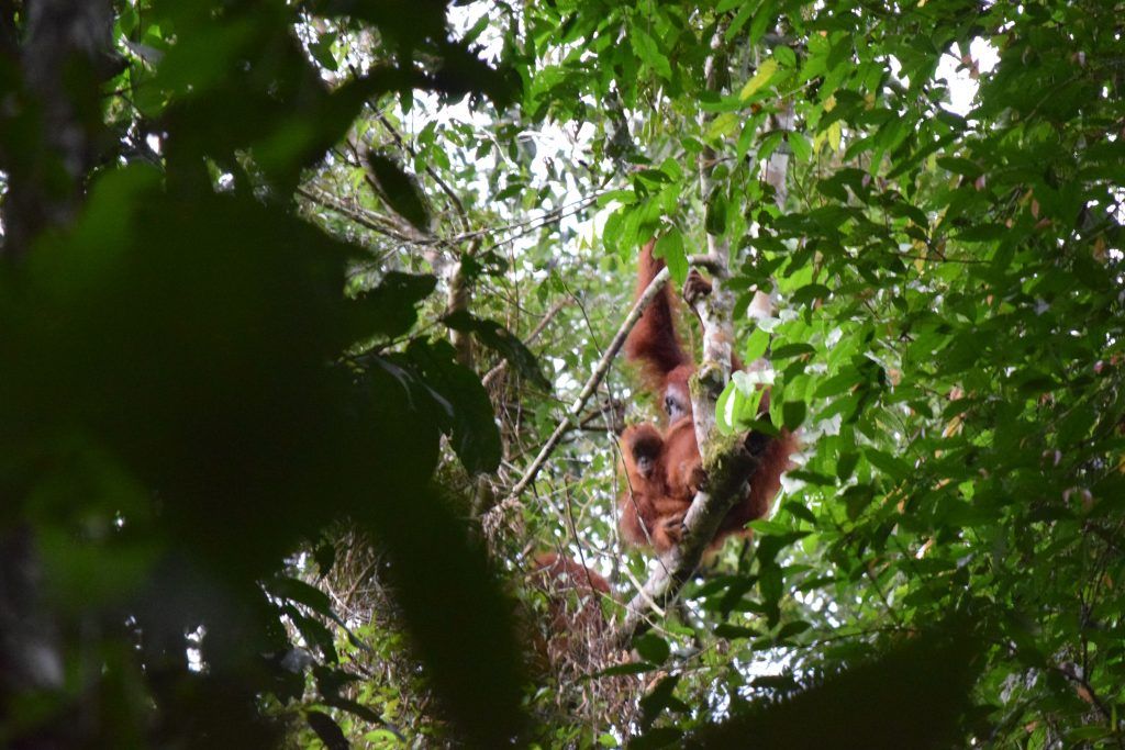 Orangutanes de Sumatra