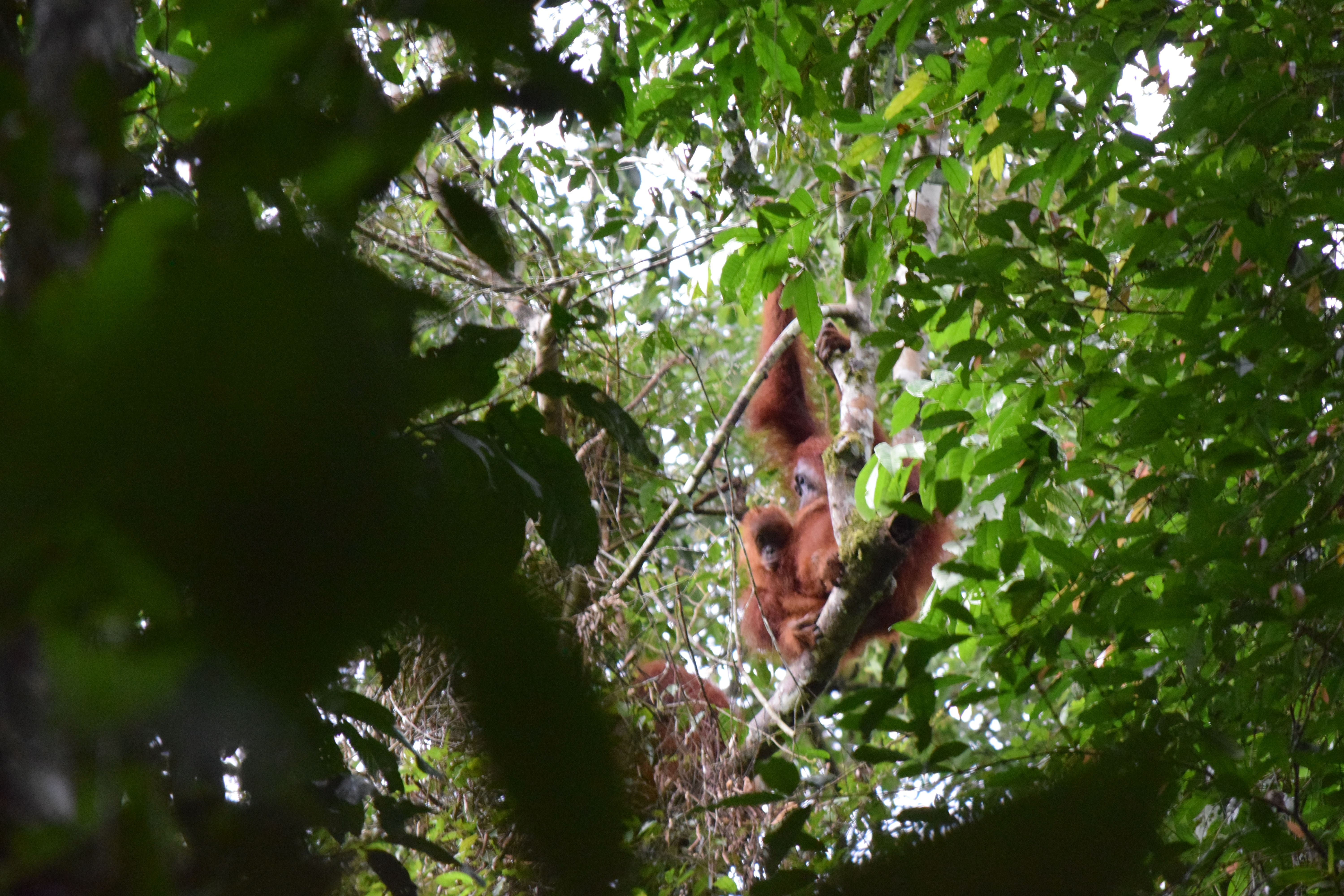 Orangután bebe