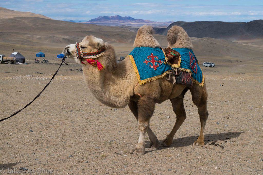 Camello lanudo de Mongolia