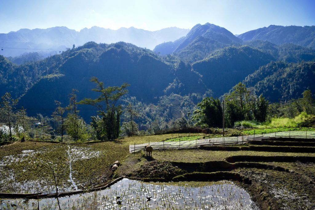 Montañas y arrozales en Sapa